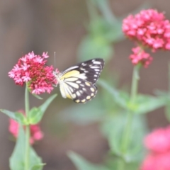 Belenois java at Wamboin, NSW - 1 Nov 2018 07:20 PM