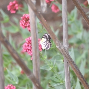Belenois java at Wamboin, NSW - 1 Nov 2018 07:20 PM