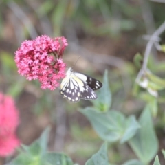 Belenois java at Wamboin, NSW - 1 Nov 2018