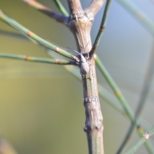 Merimnetes sp. (genus) at Wamboin, NSW - 2 Nov 2018