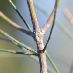 Merimnetes sp. (genus) at Wamboin, NSW - 2 Nov 2018 11:08 AM