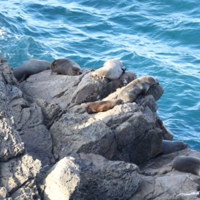 Arctocephalus pusillus doriferus (Australian Fur-seal) at Guerilla Bay, NSW - 1 Sep 2019 by jbromilow50