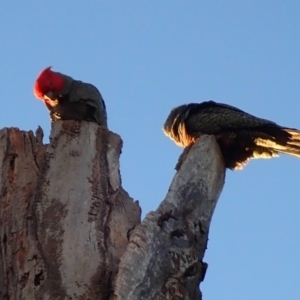 Callocephalon fimbriatum at Acton, ACT - suppressed