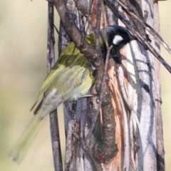 Nesoptilotis leucotis (White-eared Honeyeater) at Bendoura, NSW - 2 Sep 2019 by jbromilow50