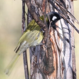 Nesoptilotis leucotis at Bendoura, NSW - 2 Sep 2019 04:25 PM