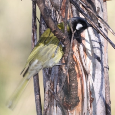 Nesoptilotis leucotis (White-eared Honeyeater) at Bendoura, NSW - 2 Sep 2019 by jbromilow50