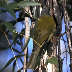 Nesoptilotis leucotis at Bendoura, NSW - 2 Sep 2019 04:25 PM