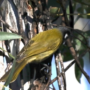 Nesoptilotis leucotis at Bendoura, NSW - 2 Sep 2019 04:25 PM