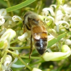 Apis mellifera (European honey bee) at Aranda, ACT - 9 Dec 2014 by JanetRussell