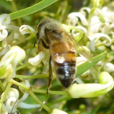 Apis mellifera (European honey bee) at Aranda, ACT - 9 Dec 2014 by JanetRussell
