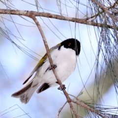 Melithreptus lunatus (White-naped Honeyeater) at Deua River Valley, NSW - 2 Sep 2019 by jb2602