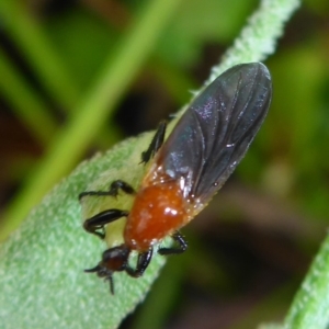 Bibio imitator at Aranda, ACT - 4 Dec 2014 08:15 AM