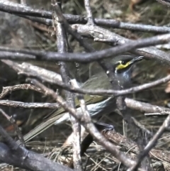 Caligavis chrysops (Yellow-faced Honeyeater) at Deua River Valley, NSW - 2 Sep 2019 by jb2602