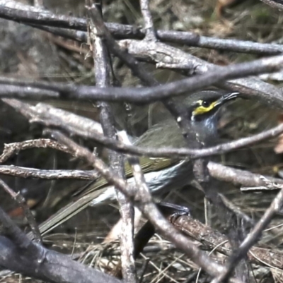 Caligavis chrysops (Yellow-faced Honeyeater) at Deua River Valley, NSW - 2 Sep 2019 by jb2602