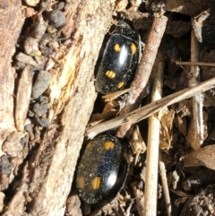 Paropsisterna octosignata at Michelago, NSW - 7 Sep 2019