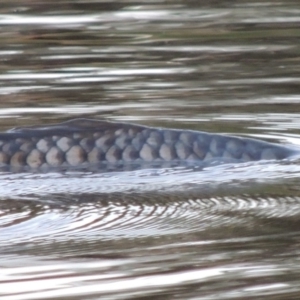 Cyprinus carpio at Paddys River, ACT - 18 Feb 2014