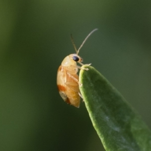 Monolepta juno at Illilanga & Baroona - 5 Apr 2019