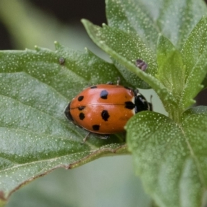 Hippodamia variegata at Michelago, NSW - 22 Mar 2019 02:05 PM