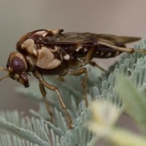 Pergagrapta polita at Michelago, NSW - 17 Mar 2019 12:27 PM