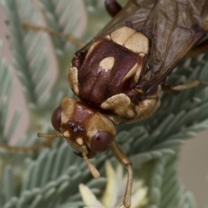 Pergagrapta polita at Michelago, NSW - 17 Mar 2019 12:27 PM