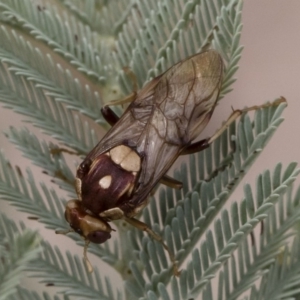 Pergagrapta polita at Michelago, NSW - 17 Mar 2019