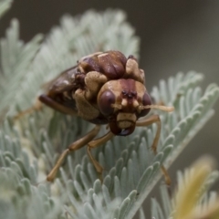 Pergagrapta polita at Michelago, NSW - 17 Mar 2019 12:27 PM