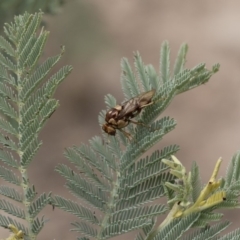 Pergagrapta polita at Michelago, NSW - 17 Mar 2019 12:27 PM