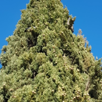 Callocephalon fimbriatum (Gang-gang Cockatoo) at City Renewal Authority Area - 9 Sep 2019 by talion22