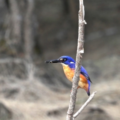 Ceyx azureus (Azure Kingfisher) at Deua River Valley, NSW - 2 Sep 2019 by jbromilow50