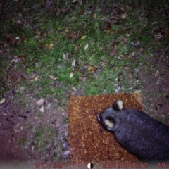 Trichosurus vulpecula (Common Brushtail Possum) at Australian National University - 20 Aug 2019 by zoedp