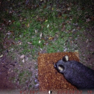 Trichosurus vulpecula at Acton, ACT - 21 Aug 2019