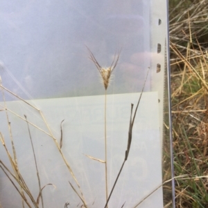 Dichanthium sericeum at Molonglo River Reserve - 14 Aug 2019 12:17 PM