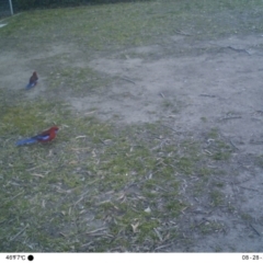 Platycercus elegans (Crimson Rosella) at ANU Kingsley Precinct - 28 Aug 2019 by Miao