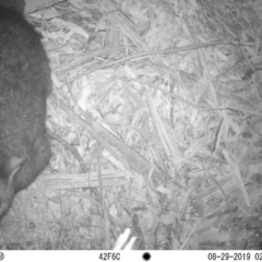 Trichosurus vulpecula (Common Brushtail Possum) at Australian National University - 28 Aug 2019 by EmilyO