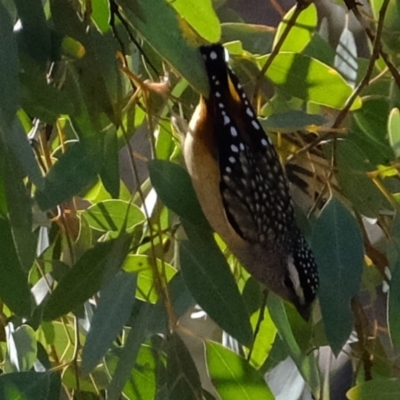 Pardalotus punctatus (Spotted Pardalote) at Molonglo River Reserve - 10 Sep 2019 by Kurt
