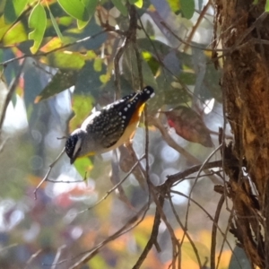 Pardalotus punctatus at Molonglo River Reserve - 10 Sep 2019