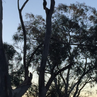 Callocephalon fimbriatum (Gang-gang Cockatoo) at O'Connor, ACT - 22 Aug 2019 by RobertB