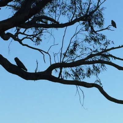 Callocephalon fimbriatum (Gang-gang Cockatoo) at O'Connor, ACT - 10 Sep 2019 by RobertB