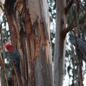 Callocephalon fimbriatum at Deakin, ACT - suppressed