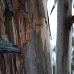 Callocephalon fimbriatum at Deakin, ACT - suppressed