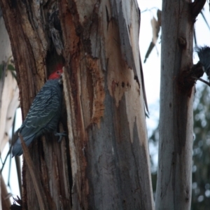 Callocephalon fimbriatum at Deakin, ACT - suppressed