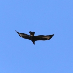 Aquila audax (Wedge-tailed Eagle) at Rendezvous Creek, ACT - 3 Sep 2019 by jbromilow50