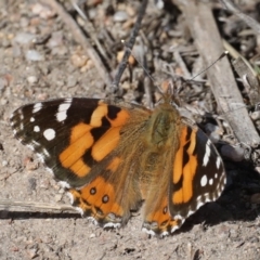 Vanessa kershawi (Australian Painted Lady) at Rendezvous Creek, ACT - 4 Sep 2019 by jbromilow50