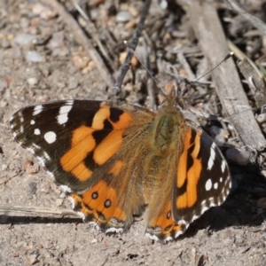 Vanessa kershawi at Rendezvous Creek, ACT - 4 Sep 2019