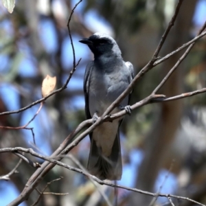 Coracina novaehollandiae at Rendezvous Creek, ACT - 4 Sep 2019