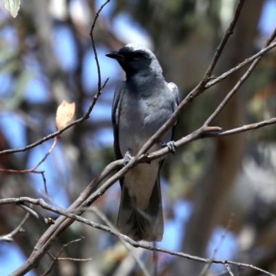 Coracina novaehollandiae (Black-faced Cuckooshrike) at Rendezvous Creek, ACT - 4 Sep 2019 by jbromilow50