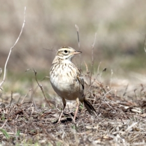 Anthus australis at Rendezvous Creek, ACT - 4 Sep 2019 01:45 PM