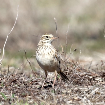 Anthus australis (Australian Pipit) at Rendezvous Creek, ACT - 4 Sep 2019 by jbromilow50