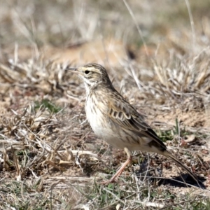 Anthus australis at Rendezvous Creek, ACT - 4 Sep 2019 01:45 PM