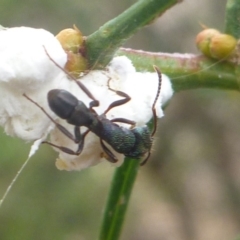 Rhytidoponera metallica (Greenhead ant) at Aranda, ACT - 11 Feb 2013 by JanetRussell